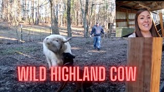 Breeding my cow How to Artificial Insemination/ Peaches is a wild Scottish Highland Cow