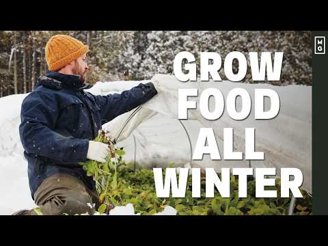 7 Greens & Lettuce That Can Be Grown In Winter In A Greenhouse