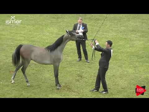 N.130 PHARYNX K.A. - Strohen 2019 C European - Yearling Colts (Class 6)