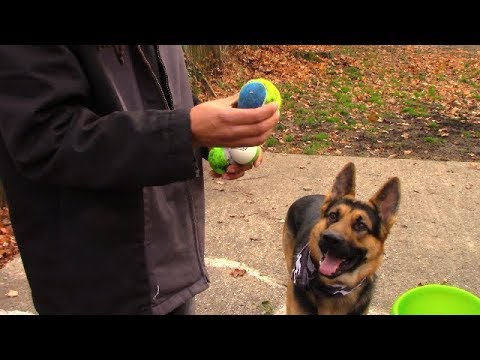 download lagu mp3 mp4 Go Dog Go Fetch Machine, download lagu Go Dog Go Fetch Machine gratis, unduh video klip Go Dog Go Fetch Machine