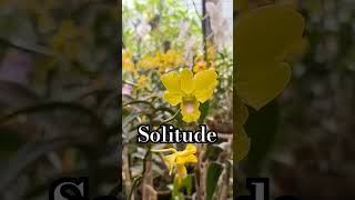 Rain in the Orchid Garden  #rainsounds