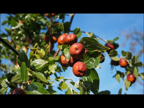 Upoznaj Neobičnu Voćku Iz Kine! | JUJUBE TREE |