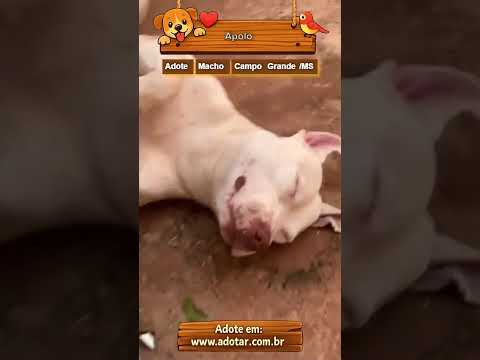 Vídeo de Apolo