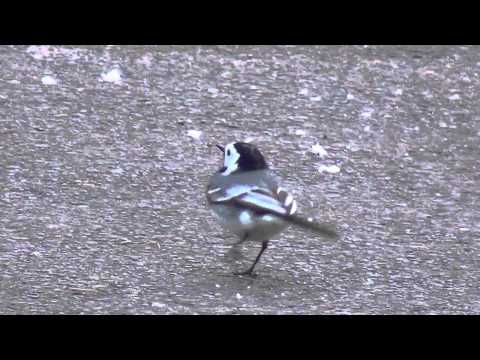 vögel de... bachstelze