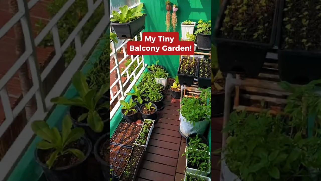 My Tiny Balcony Garden! #balconygarden #smallgarden #minigarden