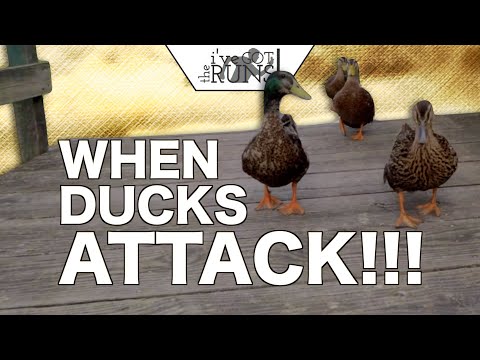 When Ducks Attack!!!