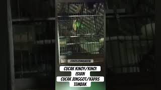 Download lagu BURUNG MASTERAN CUCAK KINOY/KINOI ISIAN MATERI KAPAS TEMBAK GACOR JENGGOT TEMBAK GACOR mp3