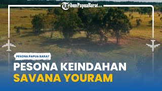 Melihat Langsung Keindahan Habitat Alami Kanguru di Savana Youram Taman Nasional Wasur Merauke