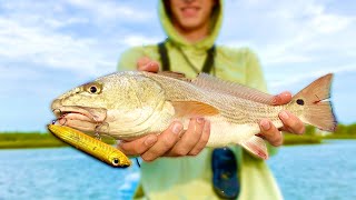 Fishing TOPWATER for REDFISH in North Carolina ( In Pursuit of Redfish )