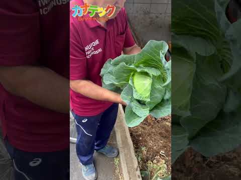 キャベツの腐敗から野菜を守るには？制御と治療  庭園
