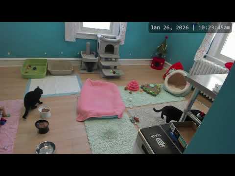 Kitkat Playroom LIVE: Meet beautiful Eden & sweet Zoe! Two members of Wyatt's Army 💕