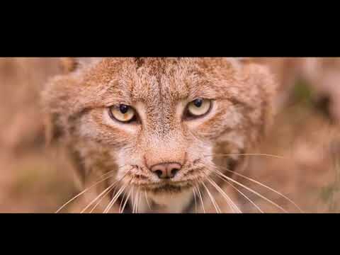 Andrey Keyton , Chunkee Feat.Irinia GI Careless Whisper Nu Gianni Remix