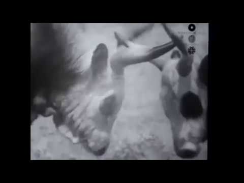 Magyar szürke bikák párbaja