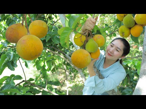 Picking Santol Fruit And Eat With Special Sauce | Santol Picking Time In my Village