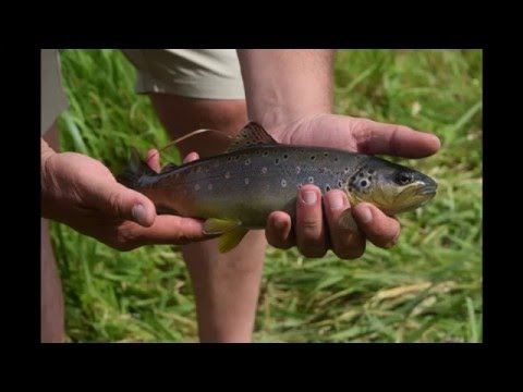 Gacka river - fly fishing