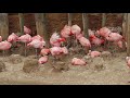 Nesting Colony Of Chilean Flamingos In The South American Aviary At Zoo De Doue