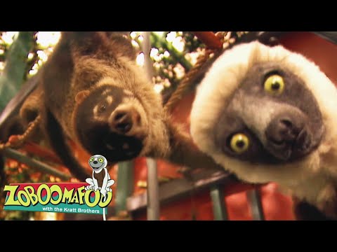 Climbing | Zoboomafoo - WildBrain | Movies for Kids