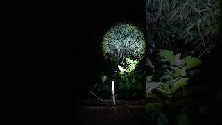 haunted place live video