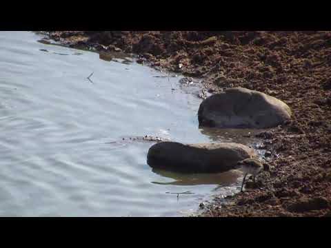 Djuma: Blacksmith Lapwing chick - 08:01 - 09/26/18