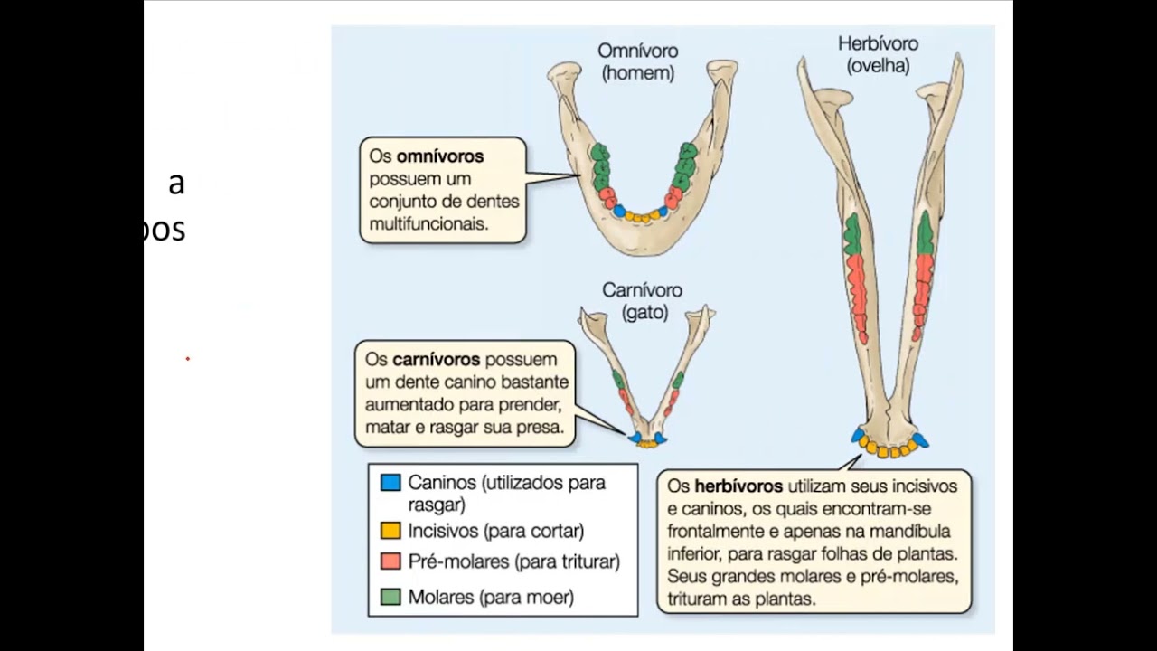 Aula 8 - Fisiologia do Sistema Digestório - 1