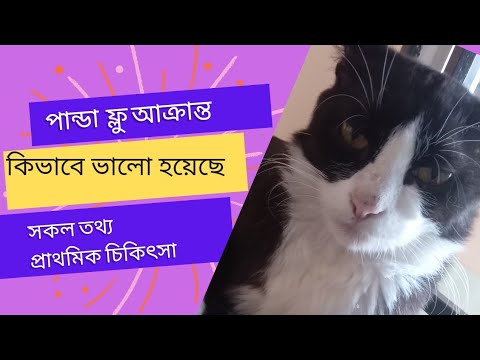 বিড়ালের cat flu হলে কিভাবে সুস্থ করবেন।|cat flu treatment at home bangla|#cats| @famousjack|