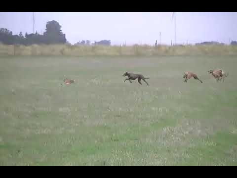 carrera de liebres