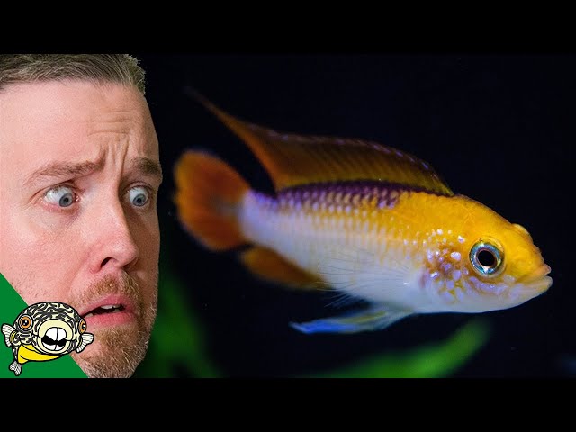 HOW DID I SPEND SO MUCH? TROPICAL FISH UNBOXING