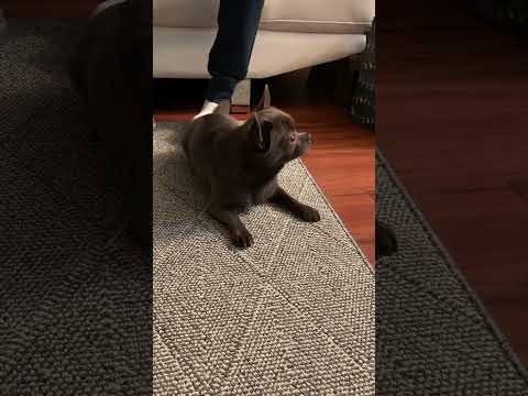 Our baby is relaxing # shorts  #our pet