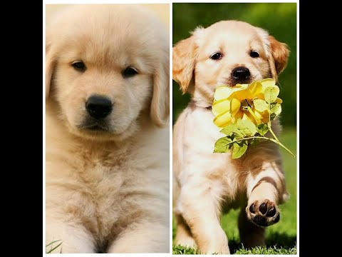 Cute and Funny Dog Videos Compilation | TikTok Compilation