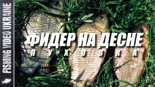 Рыбалке на десне