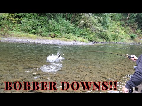 BOBBER DOWNS Epic bank Fishing for Summer Steelhead