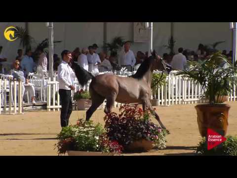 N.96 MY STAR K.A. - MENTON 2017 - Yearling Colts (Class 6B)