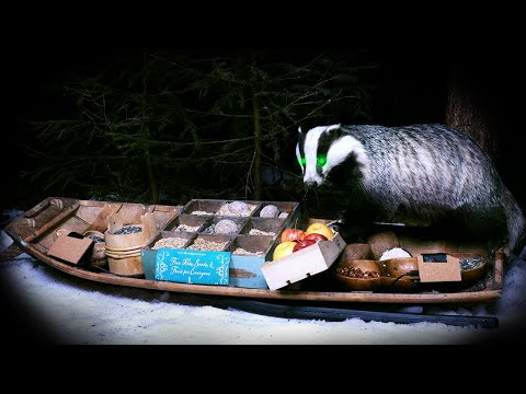 The Traveling Bird Feeder at Night - Wait... That's NOT a bird!