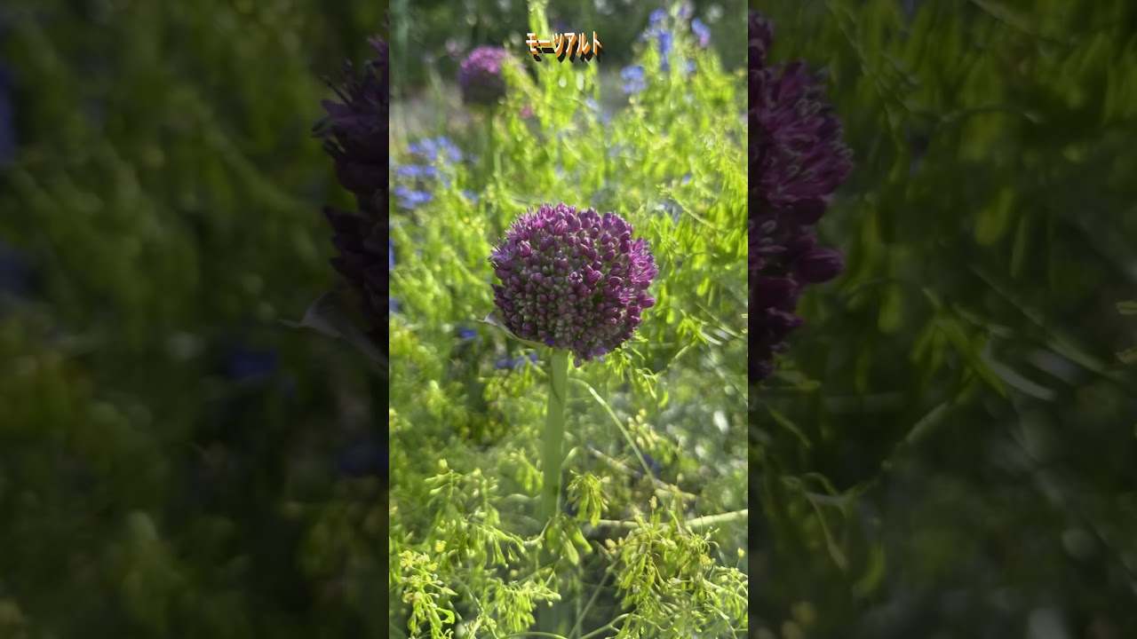 モーツアルト　#shorts   #flowers #クラシック