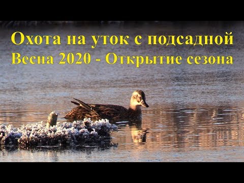 Охота на уток с подсадной - Весна 2020, Открытие