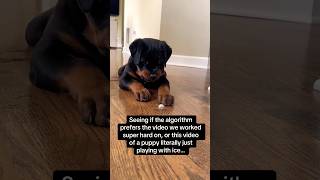 is this video of Prince the puppy better than anything else we make? Probably… 🤥🧊 #dog #rottweiler