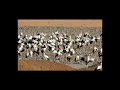 White Storks And Honey Buzzards Migration On Their Way To Africa
