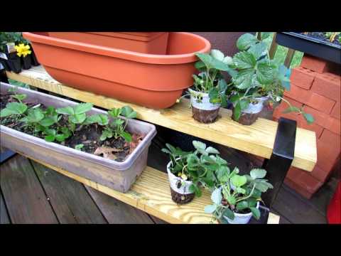 image-How many strawberry plants can I put in a container?