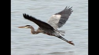 Great blue Heron flying at a beach