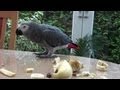 AFRICAN GREY PARROT - BANANA FOR ...