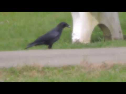 As The American Crow Walks Over & Hops Onto The Feeding Bench!