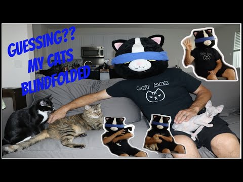 CATMAN GUESSING MY CATS WITH A BLINDFOLD