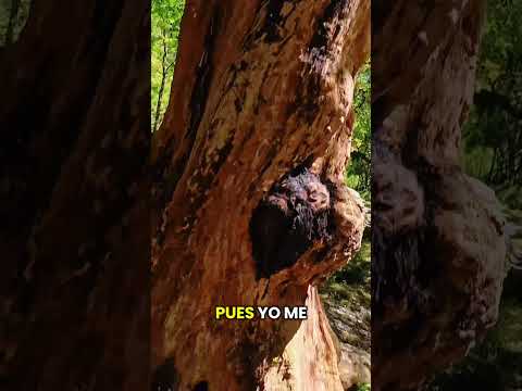 Mira lo que encontramos caminando por el sendero hacia los cajones de San Lorenzo en Salta Argentina