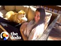 Dog Has The Sweetest Reaction When He Feels The Baby Kick The Dodo