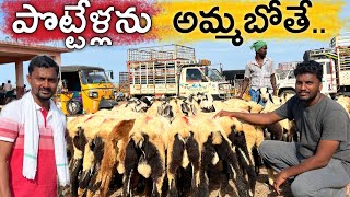 How to Sale Sheeps(Rams) at Market? | RythuBadi