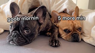Morning In Bed w 2 Frenchies