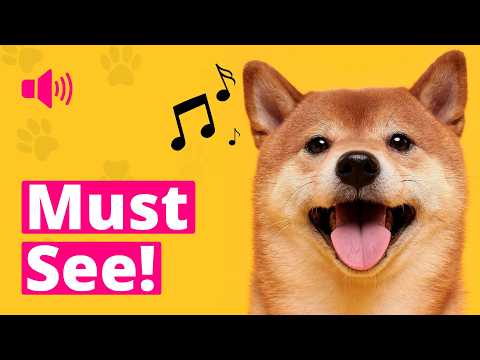 20 DOG Sounds For Your Dogs Reaction (Tilt Their Heads &amp; Bark) 🐶