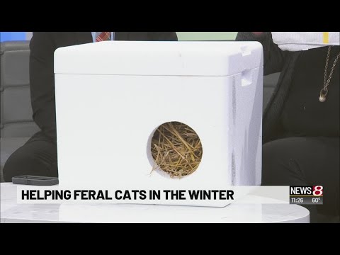 Pet Pals: Keeping feral cats warm in winter