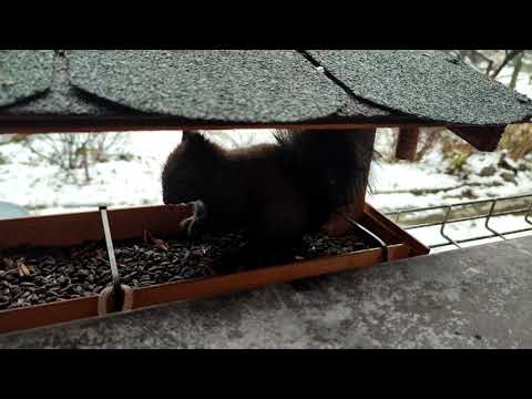 Krmítko-Už si na mě zvykla.