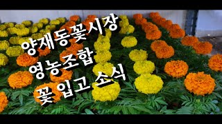 양재동꽃시장 영농조합 꽃모종가게 브이로그 #봄꽃 #식물튜브 #양재동꽃시장 #꽃가게 #허브 #초화 #관엽